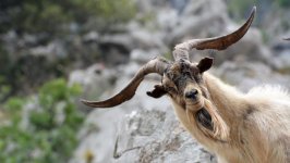 Desktop wallpaper. Animals. ID:91948