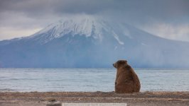 Desktop wallpaper. Animals. ID:93933