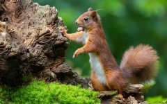 Desktop wallpaper. Animals. ID:92562