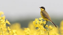 Desktop wallpaper. Animals. ID:92574