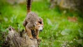 Desktop wallpaper. Animals. ID:92628