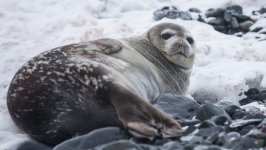 Desktop wallpaper. Animals. ID:92661