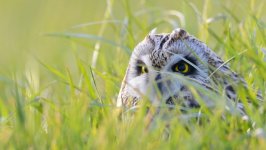 Desktop wallpaper. Animals. ID:92670