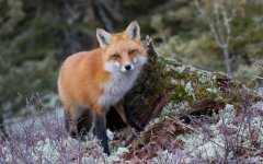 Desktop wallpaper. Animals. ID:92671