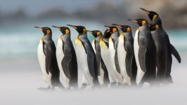 Desktop wallpaper. Animals. ID:92684