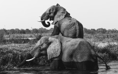 Desktop wallpaper. Animals. ID:92694