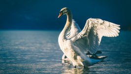 Desktop wallpaper. Animals. ID:135837