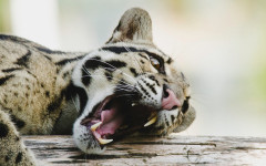 Desktop wallpaper. Animals. ID:92764