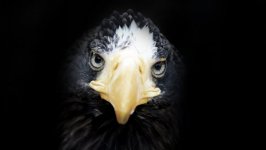Desktop wallpaper. Animals. ID:92830