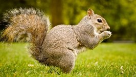 Desktop wallpaper. Animals. ID:92847