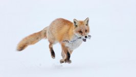 Desktop wallpaper. Animals. ID:92973