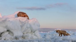 Desktop wallpaper. Animals. ID:92974