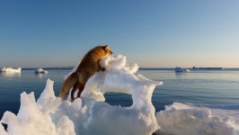 Desktop wallpaper. Animals. ID:92975