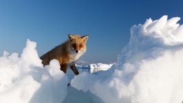 Desktop wallpaper. Animals. ID:92976