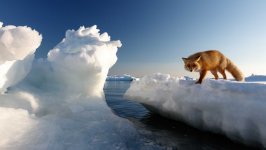 Desktop wallpaper. Animals. ID:92977