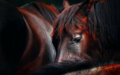 Desktop wallpaper. Animals. ID:92981