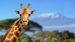 Desktop wallpaper. Animals. ID:93061