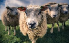 Desktop wallpaper. Animals. ID:93065