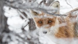 Desktop wallpaper. Animals. ID:93193