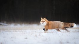 Desktop wallpaper. Animals. ID:93230