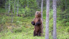 Desktop wallpaper. Animals. ID:93243