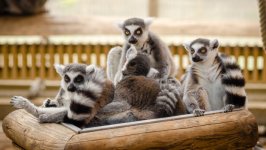 Desktop wallpaper. Animals. ID:93335