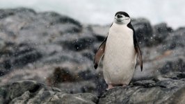 Desktop wallpaper. Animals. ID:93441
