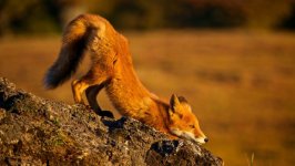 Desktop wallpaper. Animals. ID:93538