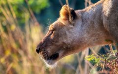 Desktop wallpaper. Animals. ID:93542