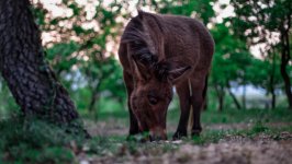 Desktop wallpaper. Animals. ID:93579