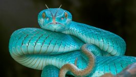 Desktop wallpaper. Animals. ID:93583