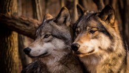 Desktop wallpaper. Animals. ID:94187