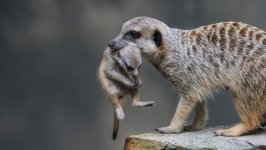 Desktop wallpaper. Animals. ID:95453