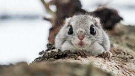 Desktop wallpaper. Animals. ID:95574