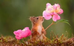 Desktop wallpaper. Animals. ID:95860