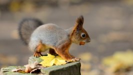 Desktop wallpaper. Animals. ID:95869
