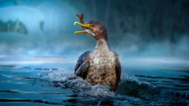 Desktop wallpaper. Animals. ID:95873