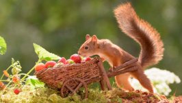 Desktop wallpaper. Animals. ID:95980
