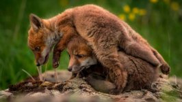 Desktop wallpaper. Animals. ID:95981