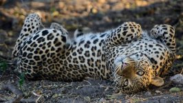 Desktop wallpaper. Animals. ID:96141