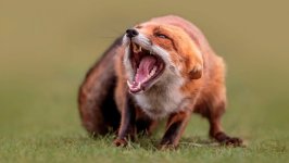 Desktop wallpaper. Animals. ID:96155