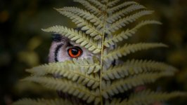 Desktop wallpaper. Animals. ID:96169