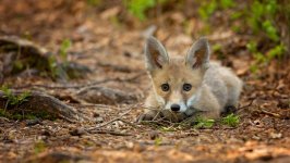 Desktop wallpaper. Animals. ID:96376
