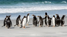 Desktop wallpaper. Animals. ID:96439