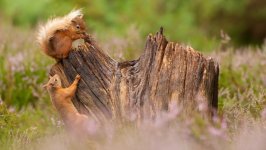 Desktop wallpaper. Animals. ID:96451