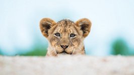 Desktop image. Animals. ID:97991