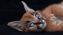 Desktop image. Animals. ID:98008