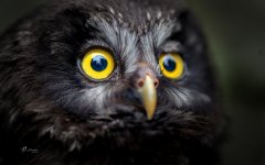 Desktop image. Animals. ID:98130