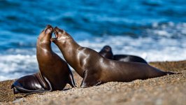 Desktop image. Animals. ID:98167