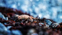 Desktop image. Animals. ID:98183